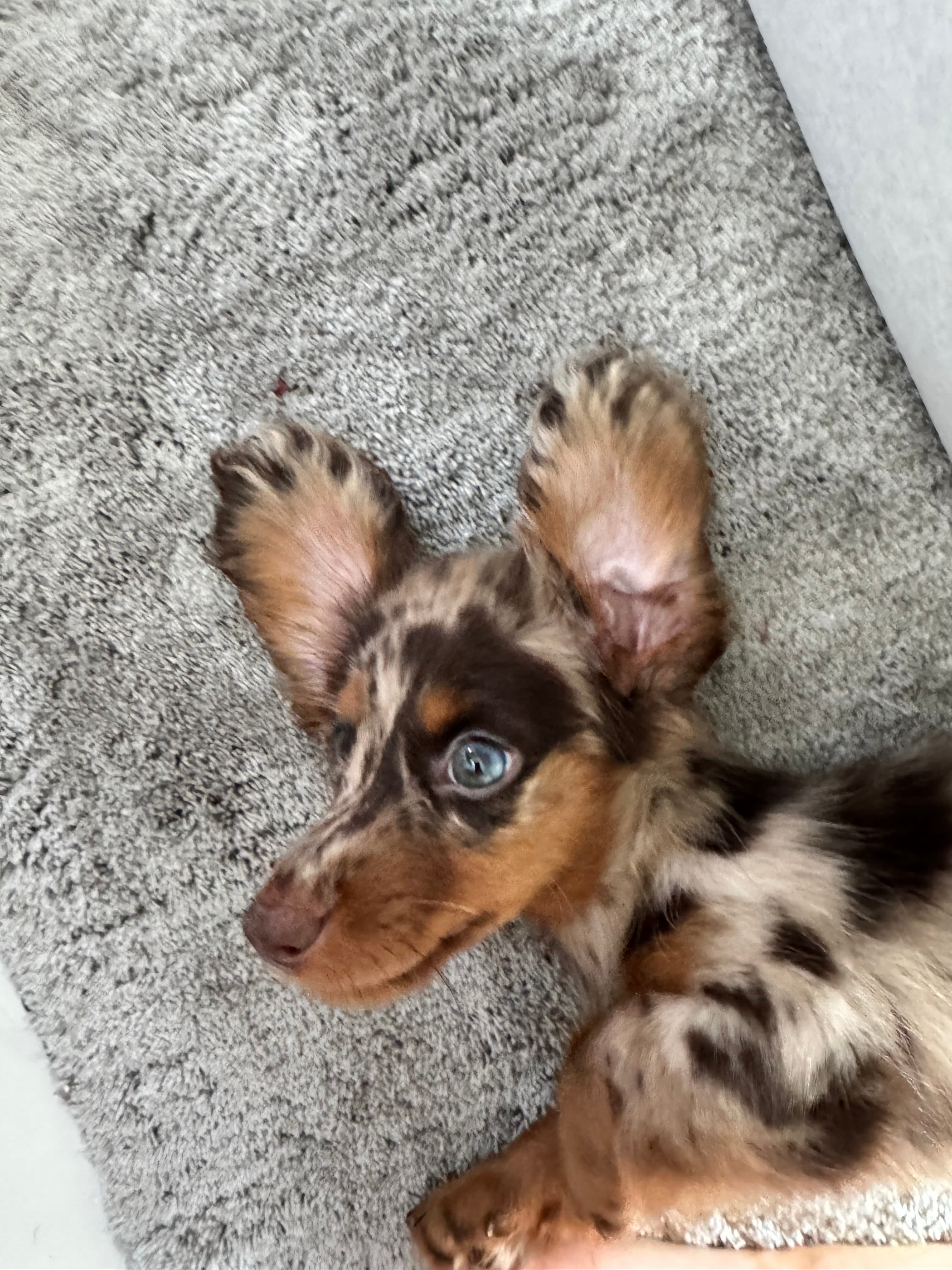 A dog from Angelina Verbanova’s personal photo archive